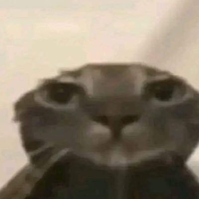 GatoMiauさんのプロフィール画像