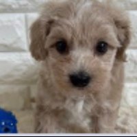 マルのプーくん日記🧸(お休み中) (@marupu_pu0709) Twitter profile photo