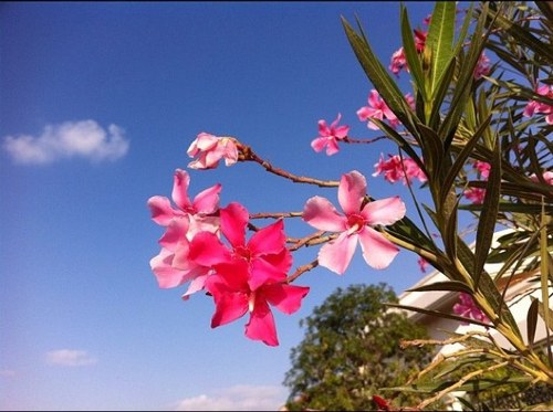 fara7ja's profile picture. 