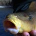 hedoniclly priced fish (@winter13701063) Twitter profile photo hedoniclly priced fish (@winter13701063) Twitter profile photo