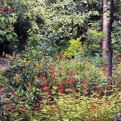 Paisajista. Desde 2014 transformo un jardín en la CDMX en un paraíso de plantas nativas para atraer la máxima biodiversidad. Vida=Belleza. @NYBG y @ADMEXICO