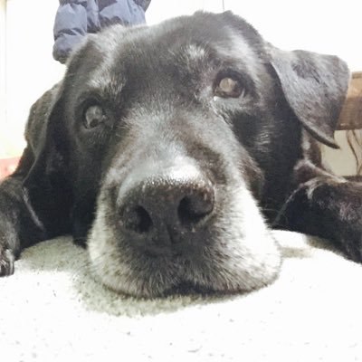 a1119t0413's profile picture. ラブラドールが大好きです♡ あい♀パピー顏のまろ眉食いしん坊まだまだ元気な14歳H14年11月19日生まれ 大阪の田舎の方 大学生/21歳/結構RT♡多めですが絡んでいくことは少ないです。フォローしていただいてても気づかないことがあります。