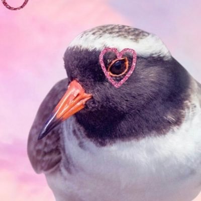 Tūturuatu/ Tchūriwat’/ Shore plover for Bird of the CENTURY 2023 A bird so nice, they named it thrice. Are you ready for it? 💖