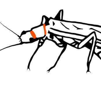 Research, monitoring & conservation of aquatic insects. Visit our website to donate or learn more!