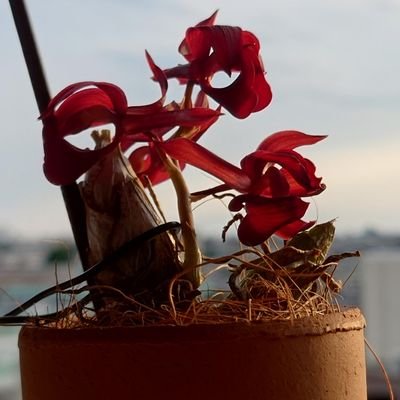 タケノコ蘭 開花巨大サイズ Clowesetum Penang Waltz Clowesetum Penang Waltz 洋ラン 洋蘭 タケノコ蘭 - メルカリ