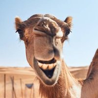 cxesar (@omarnomics) 's Twitter Profile