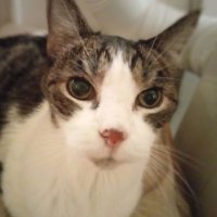 The 3 Tiggers (@stevensoncanyon) 's Twitter Profile