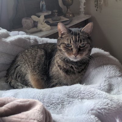 MAGAFaithful's profile picture. 