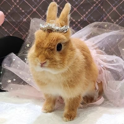 あたちはミント！
よろちゅくね🐰
飼い主です👨たまに質問コーナーやミントの面白画像を投稿してます。