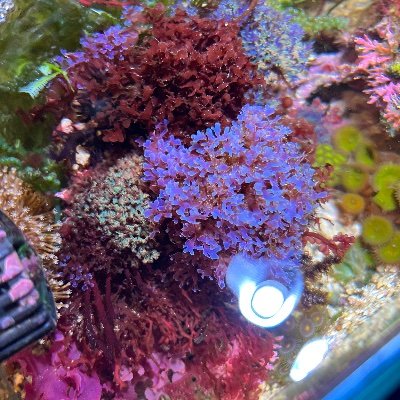 海藻水槽、海草水槽、ボトルアクアリウム。普段はInstagramが中心です🌱雑誌掲載/コーラルフリークスvol.38,39 /aqua style vol.23/ Instagram→https://t.co/Y9NAaQsZtB