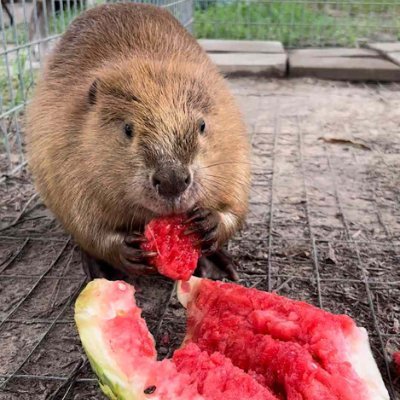 Sandia_Beaver Profile Picture