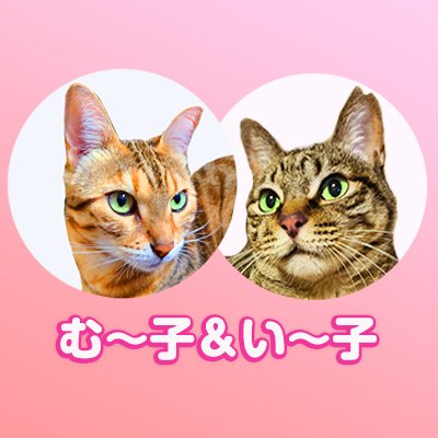 【いいね!が消える場合があるため何度もいいね!をすることあります🙇】お茶目なベンガル女子と物静かな元地域猫のキジトラ女子と暮らしています😸😸猫同士仲良くなってほしいと願いつつ6年目😅よろしくお願いします😄音楽♥️美術♥️宅トレ♥️📷️❤️🚘🏍️❤️無言フォロー失礼します🙇DM❎