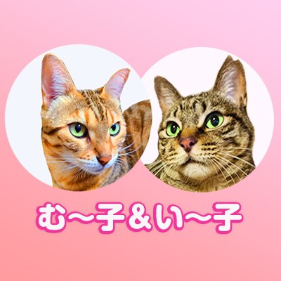 【いいね！が消える場合があるため何度もいいね！をすることあります🙇すみません】お茶目なベンガル女子と物静かな元地域猫のキジトラ女子と暮らしています😸😸猫同士仲良くなってほしいと願いつつ６年目😅よろしくお願いします😄音楽♥️美術♥️宅トレ♥️📷️❤️🚘🏍️❤️無言フォロー失礼します🙇DM❎