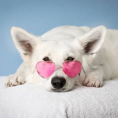 😘Representing human's best friend
A page of dog lovers🐕
If you love dogs, you'll love us. 🐾Dogs love you more than themselves. 
DM For Paid promotion 💸