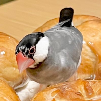 現在は社会人。出身は徳島です。突然の無言フォロー失礼します🙇♀️ 文鳥のちっちと一緒に暮らしています!!あとは日記を書いています!良ければ読んでみてくださいね🙌