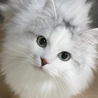 イヴ🗿サイベリアン (@howarohan1124) 's Twitter Profile Photo