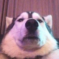 Y✢³ Xida (@malaxidan) 's Twitter Profile