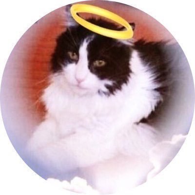 #MaineCoon mix, #ZSHQ Cpl, went OTRB 2016 🌈 #AdoptDontShop #Cats #CatsofTwitter 💖 New sisfur @MaggieShyCat! 🐈⬛ Fan of @AdoptRescueCats 😸