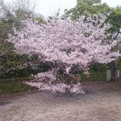 eftlwiserk60979's profile picture. 