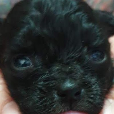 kkomikkomi33193's profile picture. 