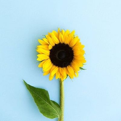 asila_i's profile picture. ‏‏‏‏‏‏‏‏‏‏‏‏‏‏‏‏‏‏‏‏‏‏‏‏‏‏(ولَن أَجِدَ مِن دونِه مُلتَحَدًا)🌵