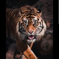 Adhi (@adhiraj_options) 's Twitter Profile