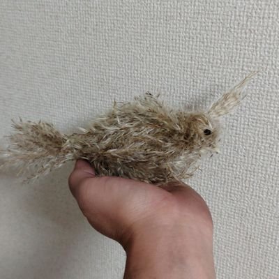 dekoppachi1's profile picture. 目標は、フルマラソン　4時間半
ハーフ100分
10k40分
英検準2級