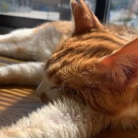 しっぽ🐈 (@shippo_cat_) 's Twitter Profile