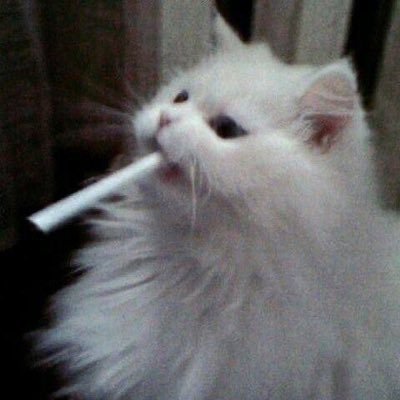 @Plus_Noir2024 予定出勤