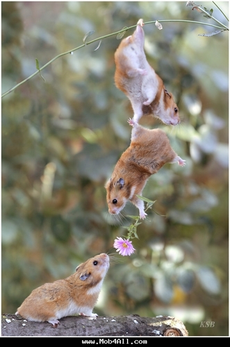 zwaoo's profile picture. 