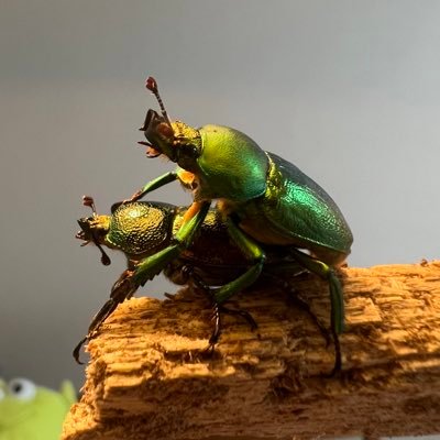 hosohoso1025's profile picture. 有機化学・創薬化学・昆虫標本・クワガタ