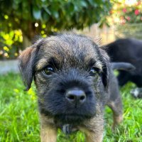 Blix Bt bro of Lord Henry BT of Hamburg 🌈 💖(@BTHenryHH1) 's Twitter Profileg