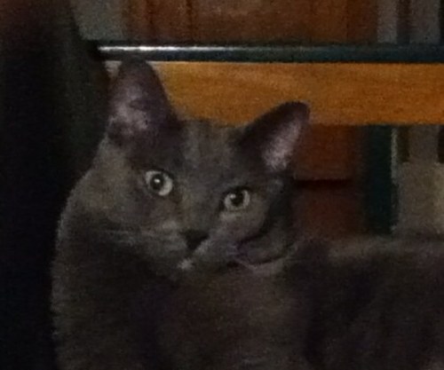 daisyjetsfoeva's profile picture. 