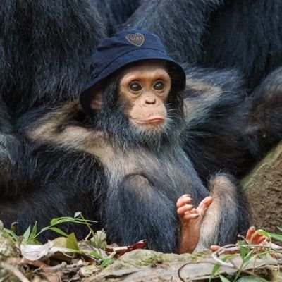 disisboca's profile picture. eeee no puedo tengo fulbo