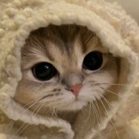 《H@lse¥ m○nster》😷🦋 (@color_night_sky) 's Twitter Profile Photo 《H@lse¥ m○nster》😷🦋 (@color_night_sky) 's Twitter Profile Photo
