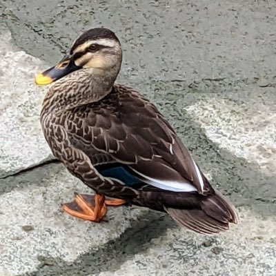 創作BLを描いています 🦆鴨川ようかび名義でコミックス #大学生と魅惑のまなざしのリーマン 発売中
創作同人のご感想はhttps://t.co/SwOxg7VWYw