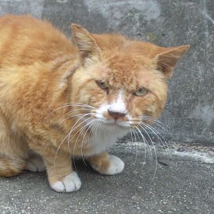 hiro_nonreverse's profile picture. いろいろつぶやきます(注意してね)！多趣味で物が多いのが悩み。ほぼ毎日ラジコンカーを走らせています。