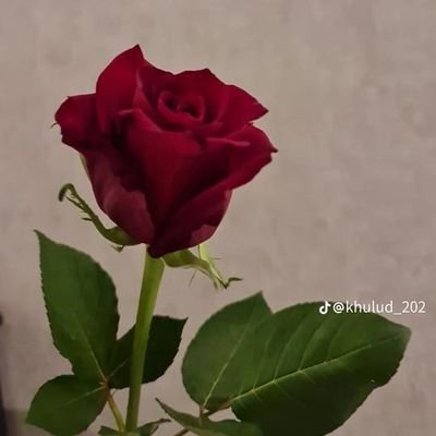 نجراننا حضارتنا تاريخنا