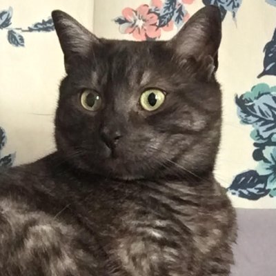 ms_guidoart's profile picture. Hello! My name is Amelia Guido and I am an art teacher in Rockingham County Virginia! 🐱🌺🌈🍣✏️🎞📷