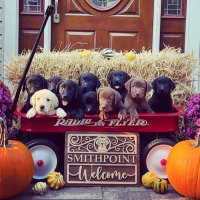 Smithpoint_Retrievers (@smithpoint711) Twitter profile photo