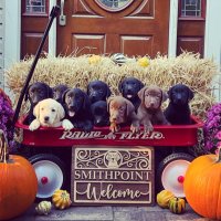 Smithpoint_Retrievers(@Smithpoint711) 's Twitter Profile Photo