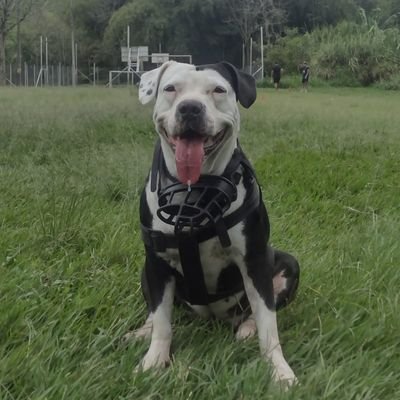YormenGutierrez's profile picture. Abogada, animalista, Ambientalista, progresistas. Firmes con el Cambio. 🕊️🐝🐕🐈🌳🌾❤️ #ProgresistaSigueProgresista