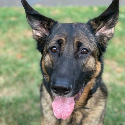 CallmeRight1's profile picture. 🇬🇧🇬🇧🇬🇧🇬🇧🇬🇧🇬🇧🇬🇧FEISTY PATRIOT 🇬🇧 ......
.LOVE MY DOGS AND ALL ANIMALS ❤    REFORM...FEMALE.. WE MUST REMEMBER OUR FALLEN🇬🇧🇬🇧 TRUMP 🇺🇲🇺🇲