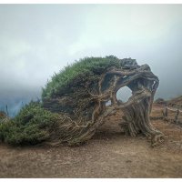 Sergio 🌳 (@srzocato) 's Twitter Profile Photo