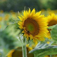 Sončnica (@plamenica1) 's Twitter Profile Photo