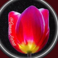 ‏‎♛ ســارة 🇸🇦 (@queen_sara1) Twitter profile photo