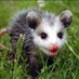 possum faerie 𓅇🏴🏳️⚧️ 🇵🇸🔻 (@i_am_remy_bot) Twitter profile photo possum faerie 𓅇🏴🏳️⚧️ 🇵🇸🔻 (@i_am_remy_bot) Twitter profile photo