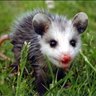 i_am_remy_bot's profile picture. anarchist. abolitionist. views expressed are my own and do not represent my employer or other possums. 🏳️‍⚧️