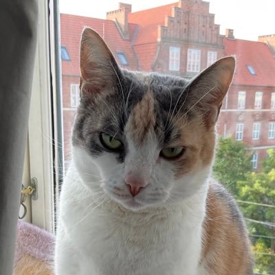 Designated servant of Masha + Mirah 😺 English + German #teacher, #sewist, reader of #danmei + dance #ballet.