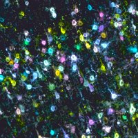 Xiaoyin Chen (@xiaoyinchenlab) 's Twitter Profile